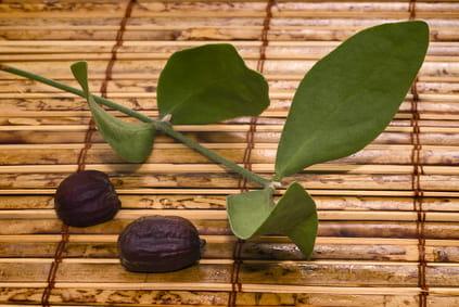Na zdjęciu jedna zielona łodyga z czteroma liśćmi jojoba i dwie brązowe pestki. Wszystko znajduje się na bambusowej macie.
