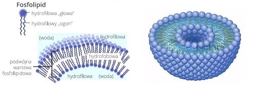 Fosfolipidy w strukturze liposomu.