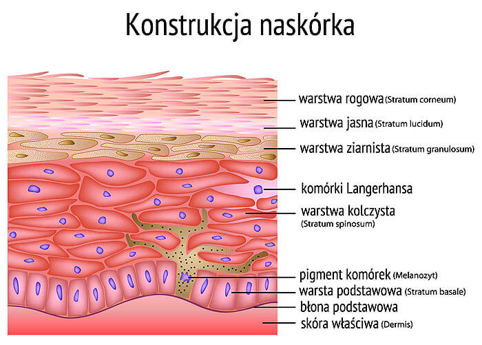Konstrukcja naskórka